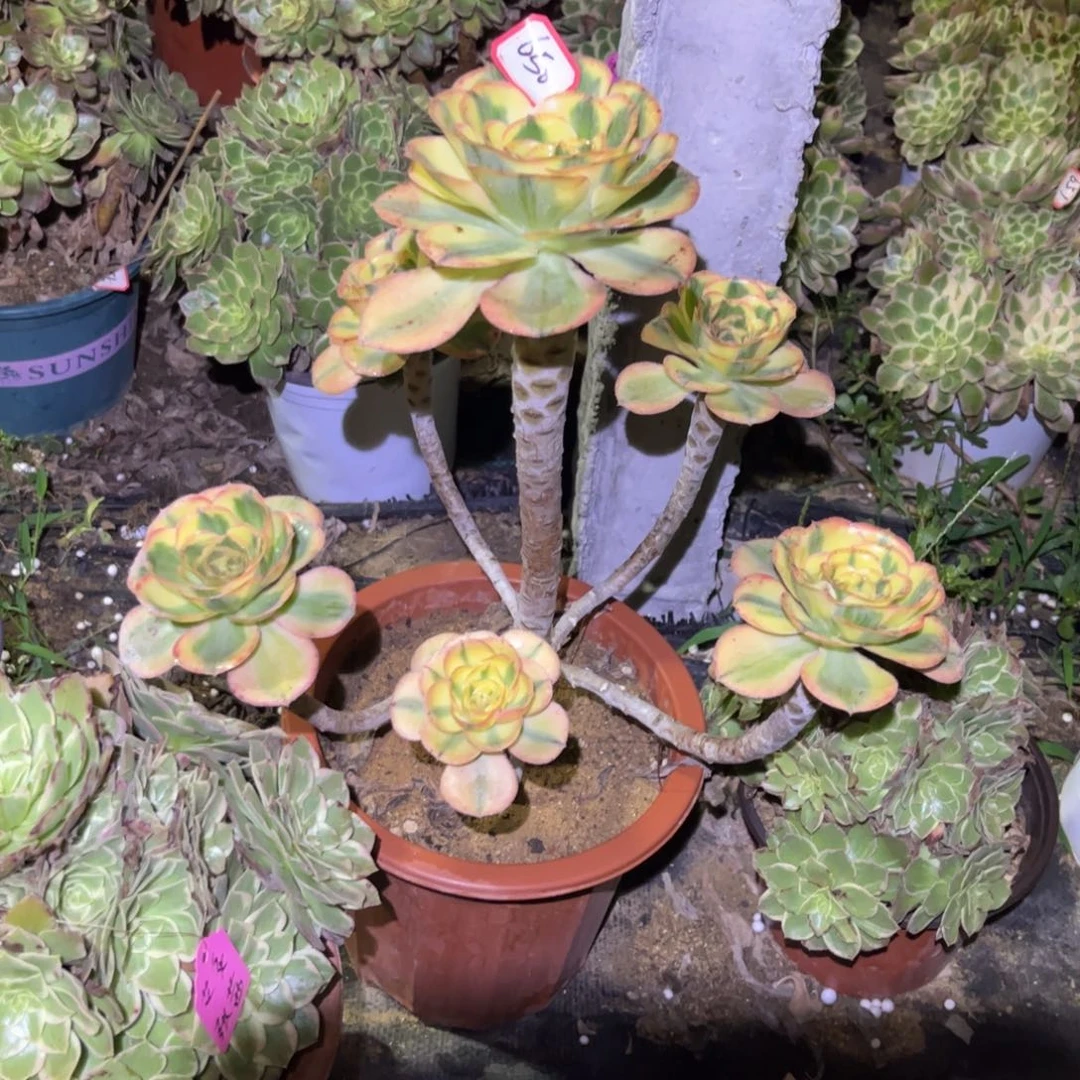 荷***田650多肉植物燕姿锦