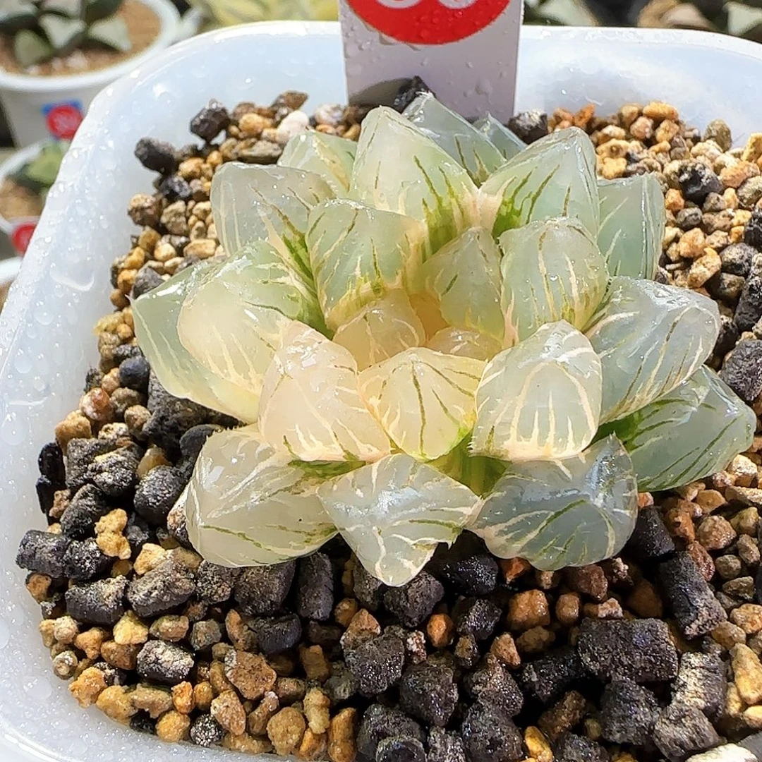 80号om玉露锦 5.5 厘米左右一物一拍带盆发货