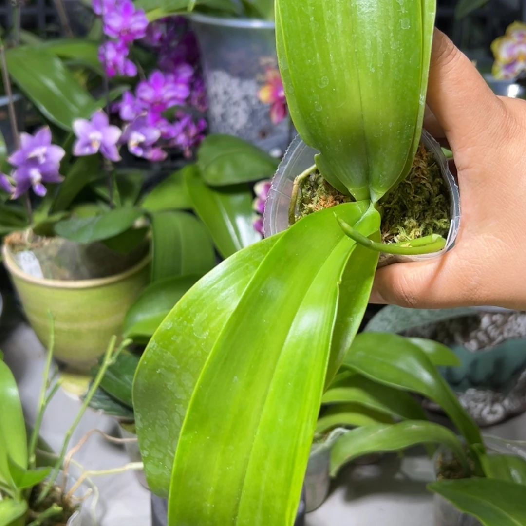 王***.当前无花栽培后可以开花
