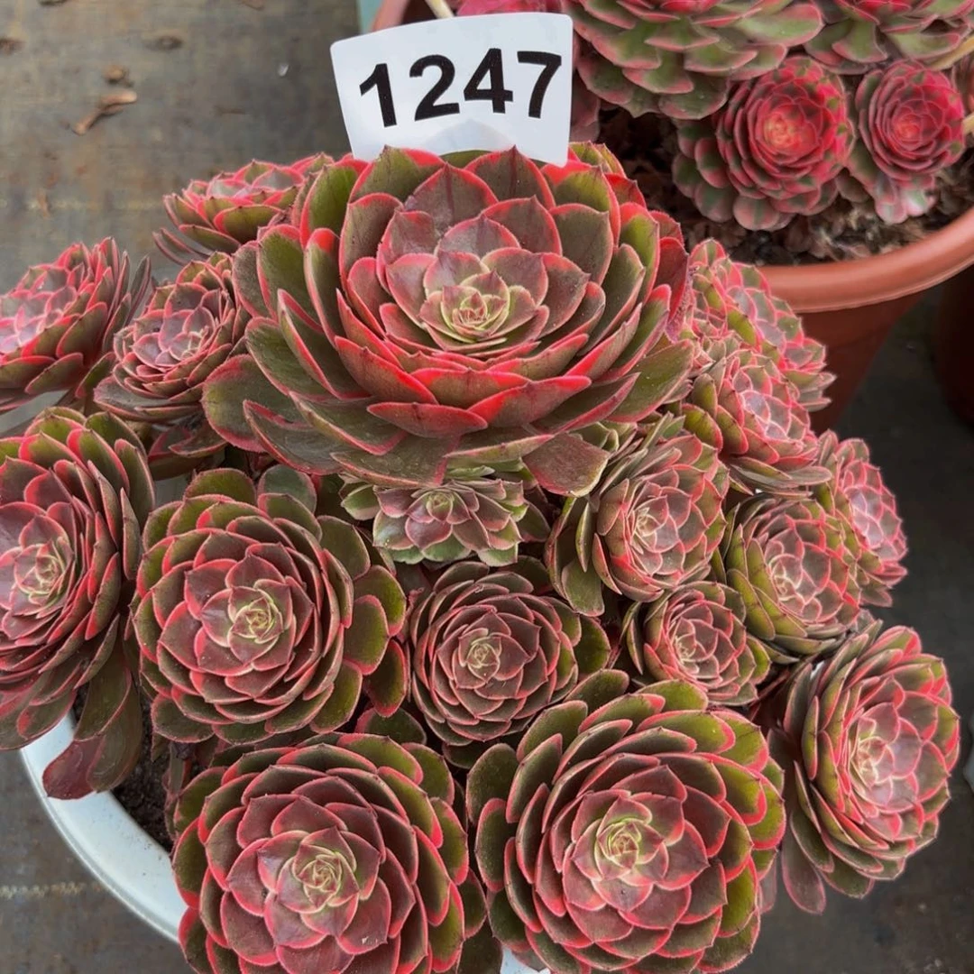 1247多肉植物夜宴