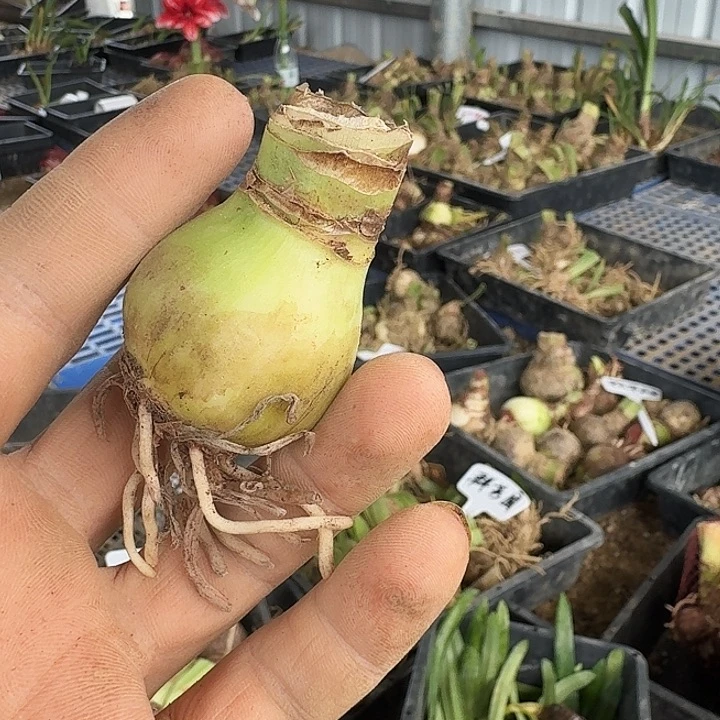 羽后朱顶红一棵  3左右