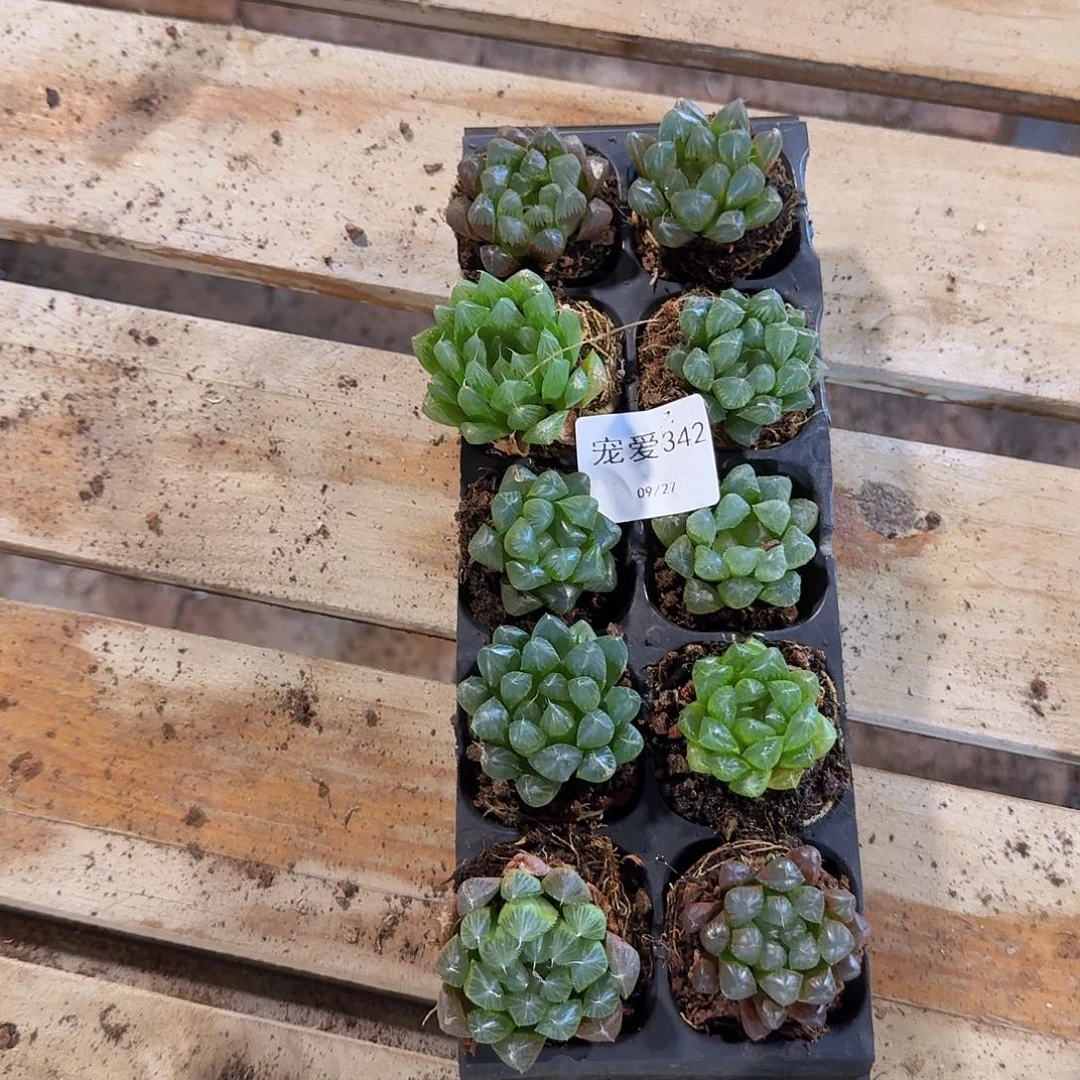 直播福利一物一拍342