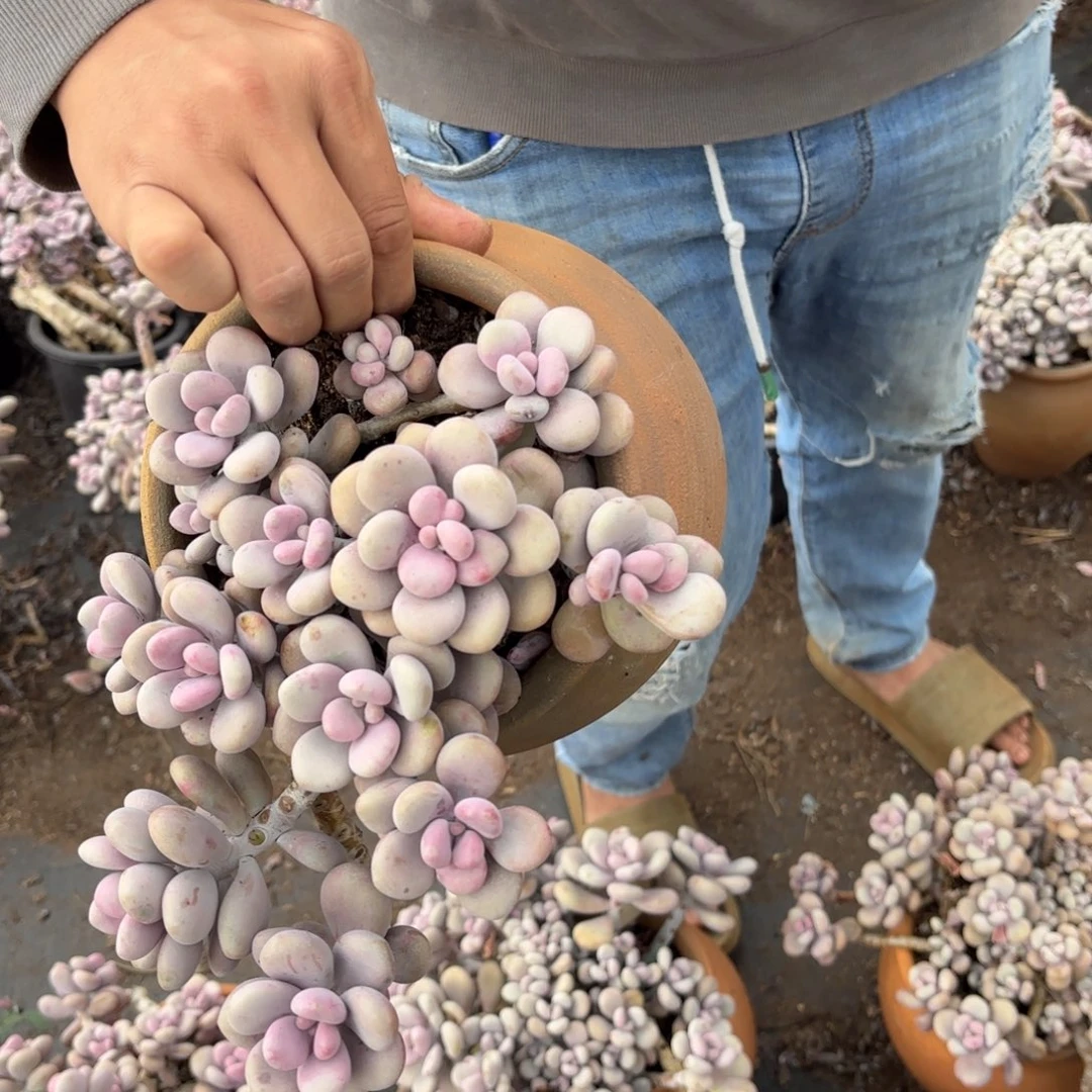 芳*17号老庄多肉植物