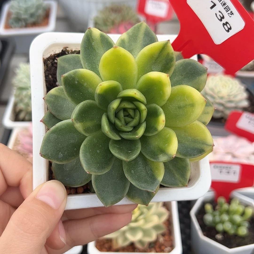 138号动作黄锦多肉植物