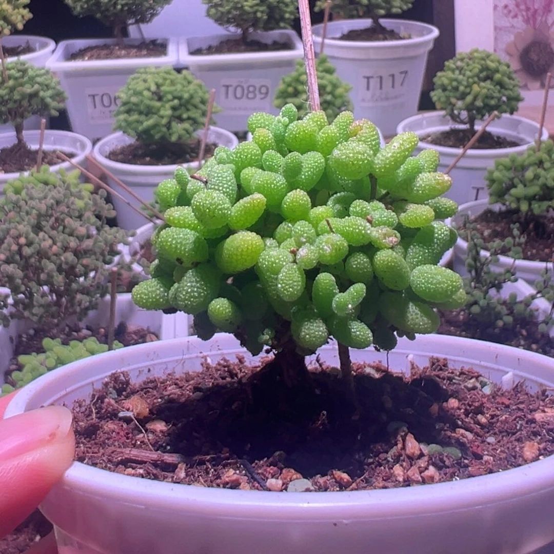 061 金桔带盆土发货一物一拍