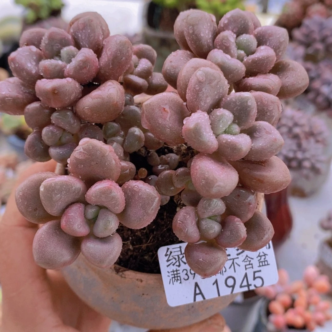 先锋派8cm1945多肉植物