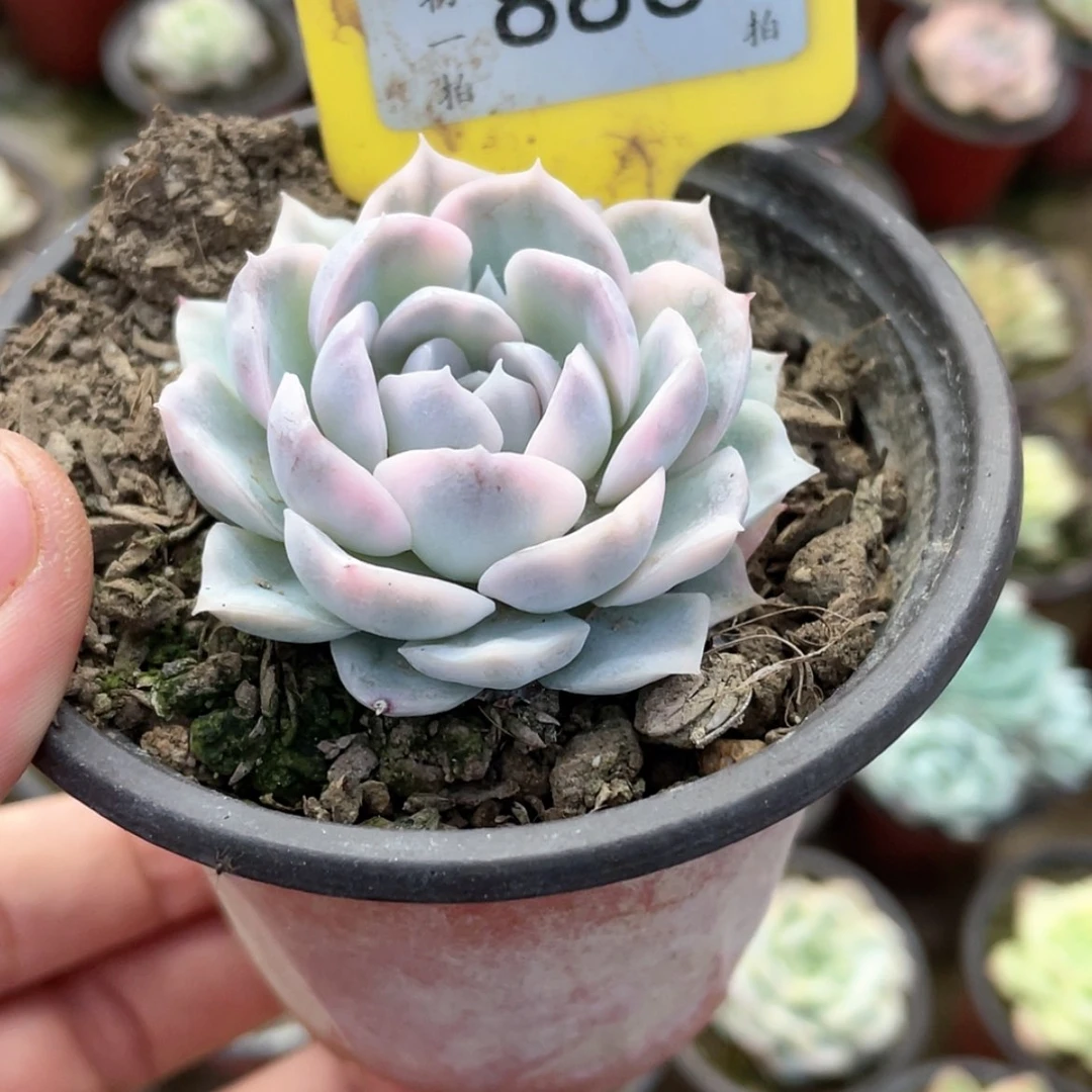 【闪购商品】王****⁷886号