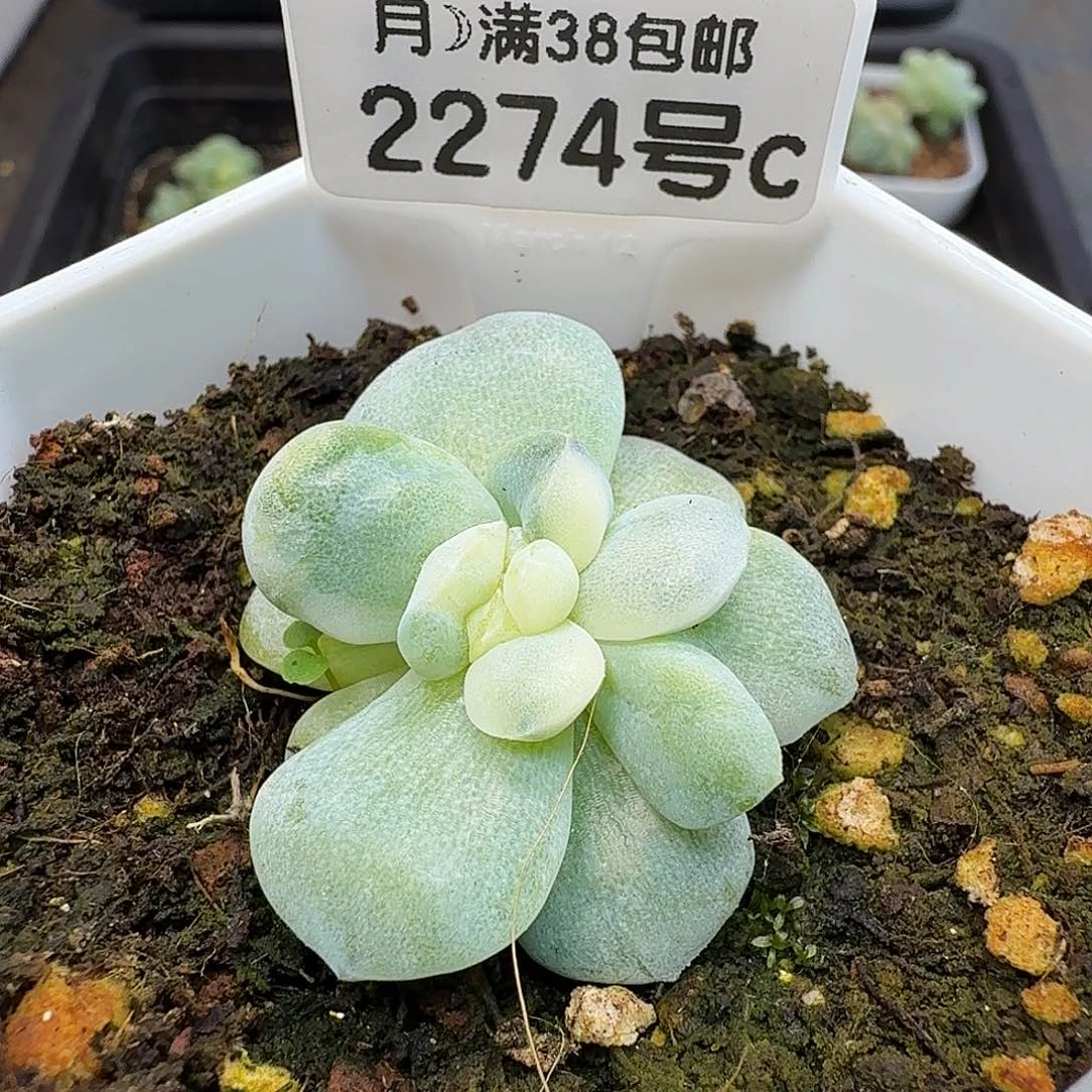 冰玉石化单头白锦一棵