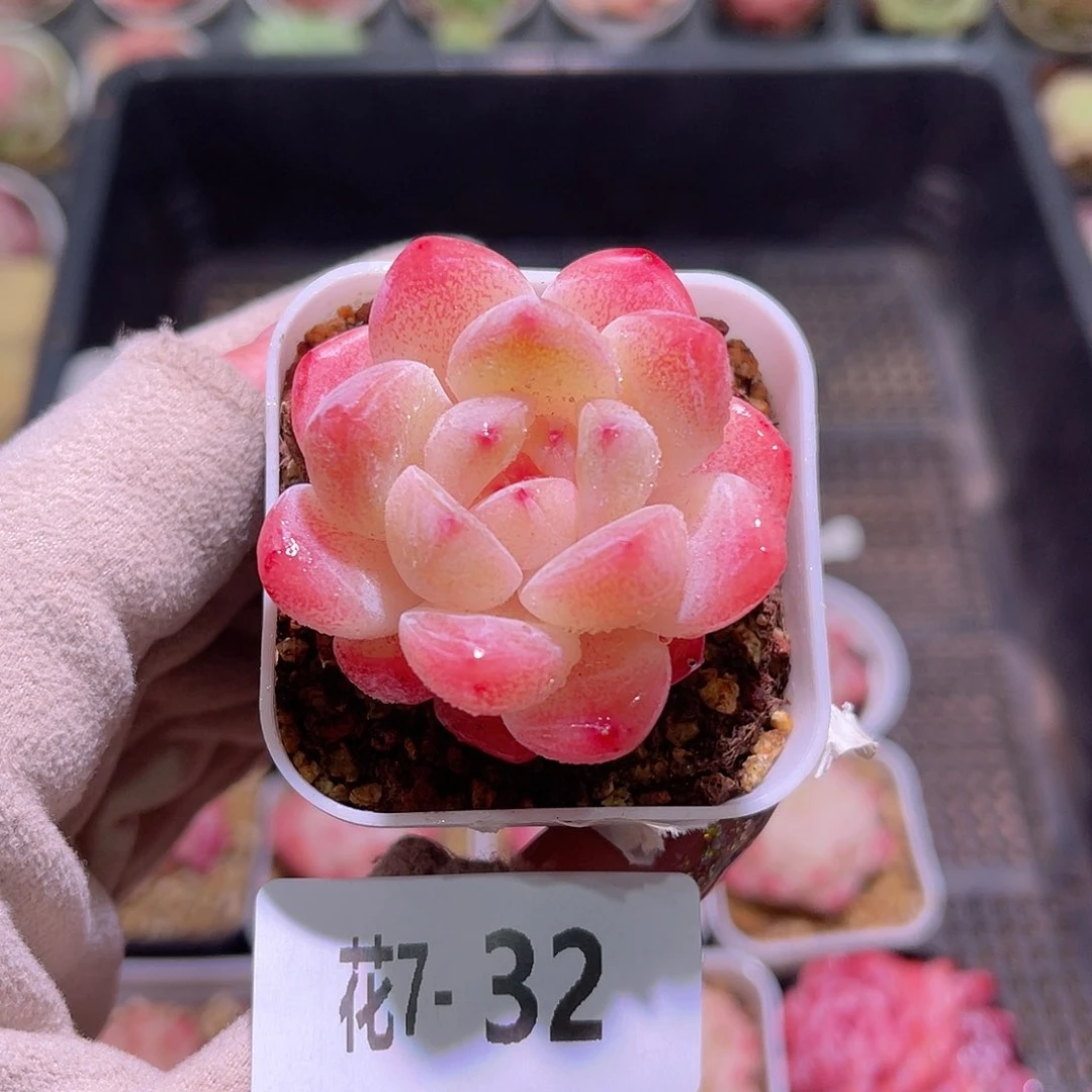 花利美7-32新品单头