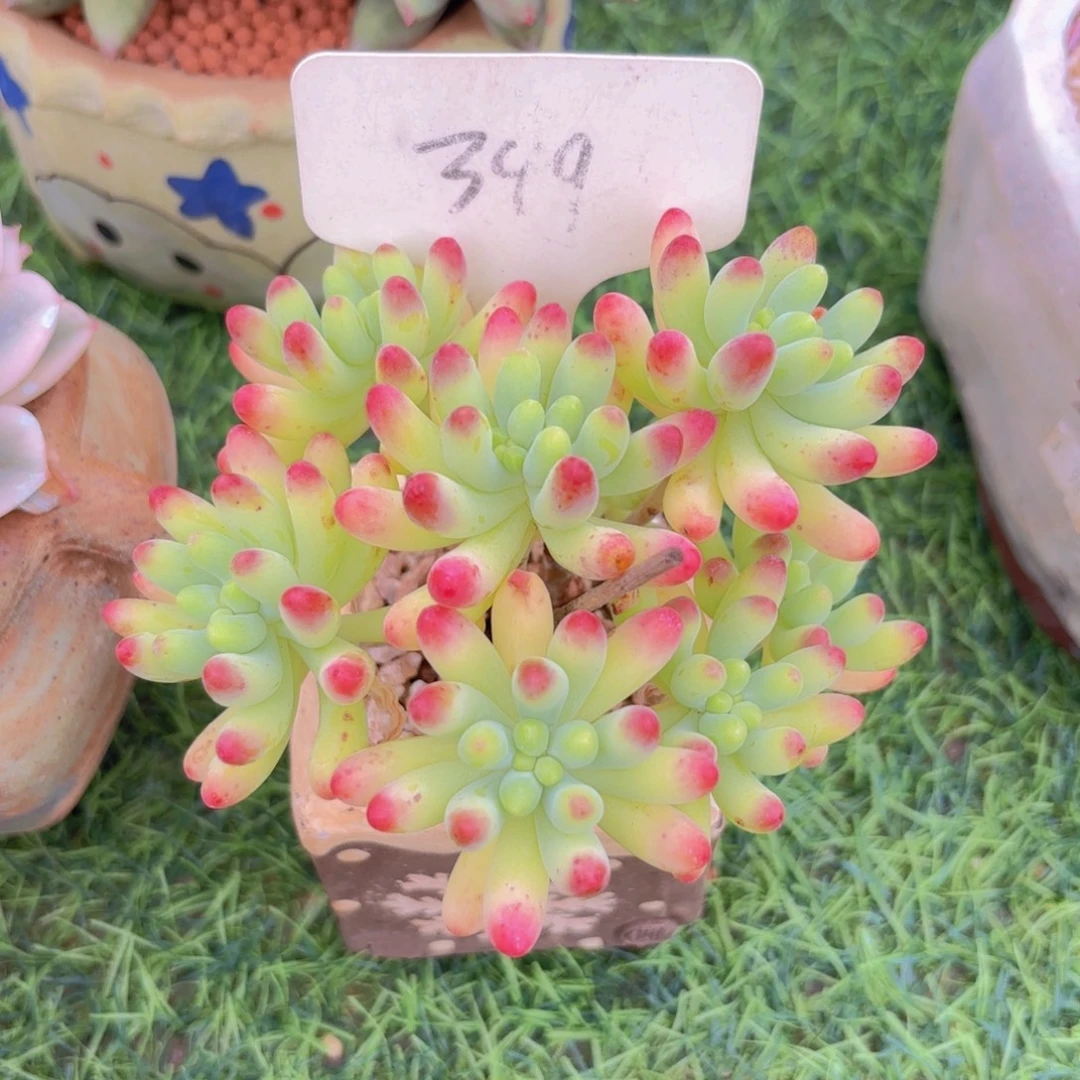 s***k云南金致家精品多肉