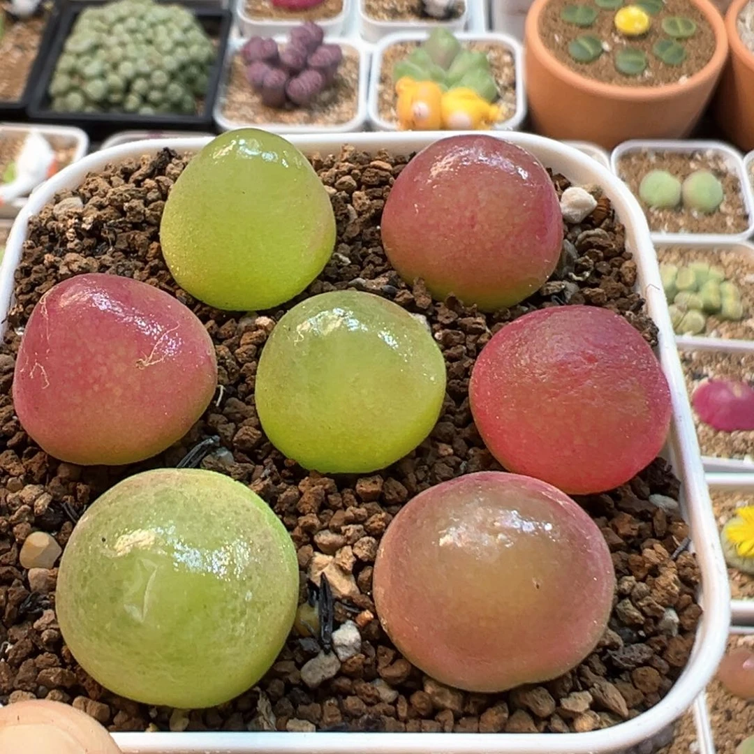 21多肉植物百科灯泡
