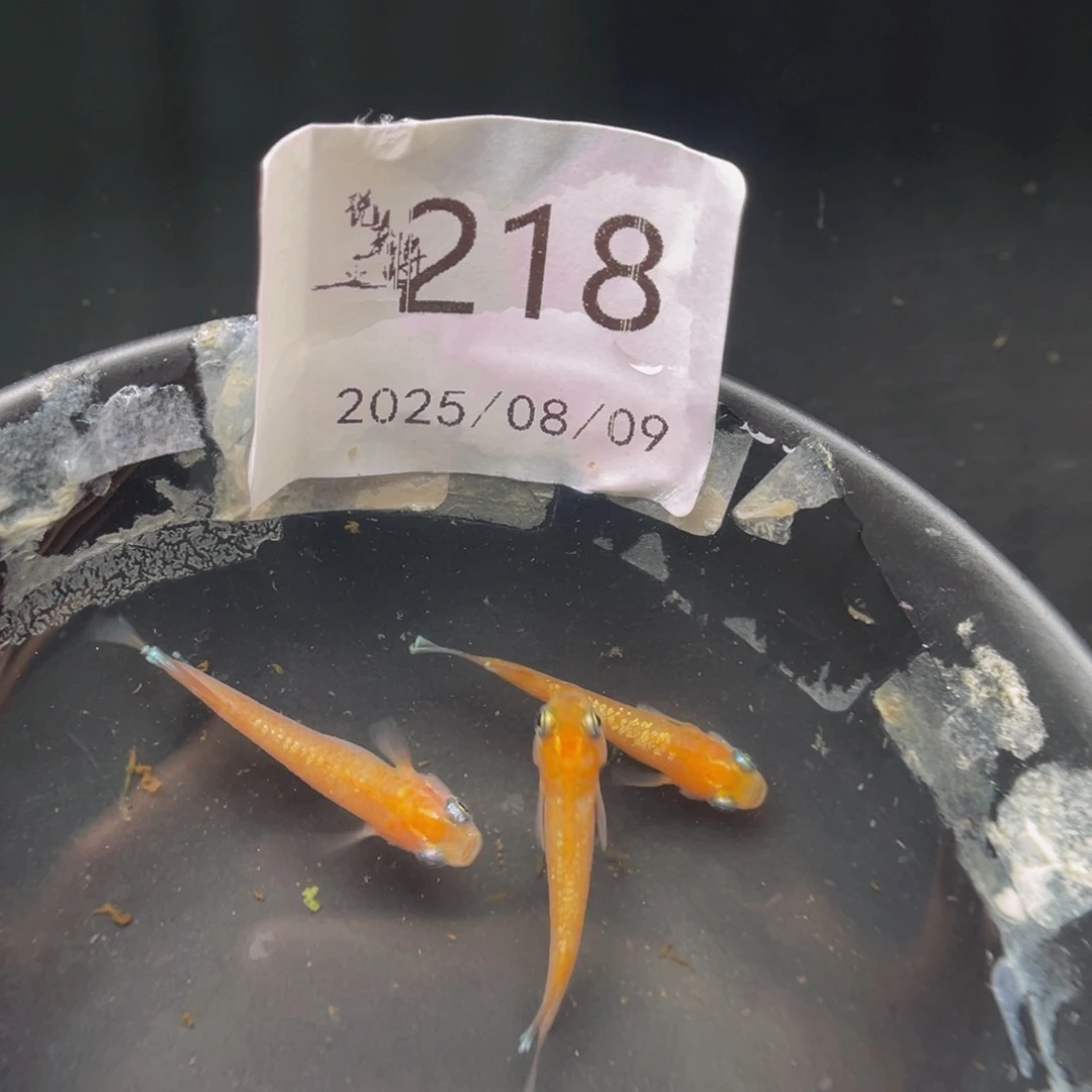 青鳉218林血赤壁3尾