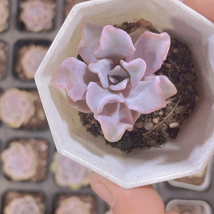 ****蘇白饺子皮带土带盆