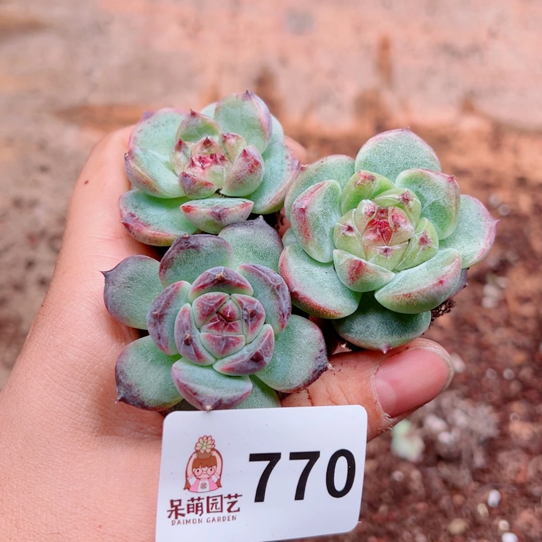 多肉植物多肉植物