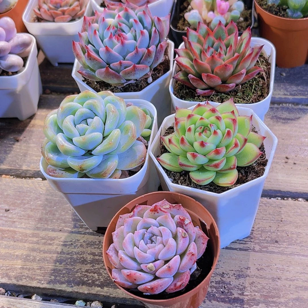 如图五盆111111111