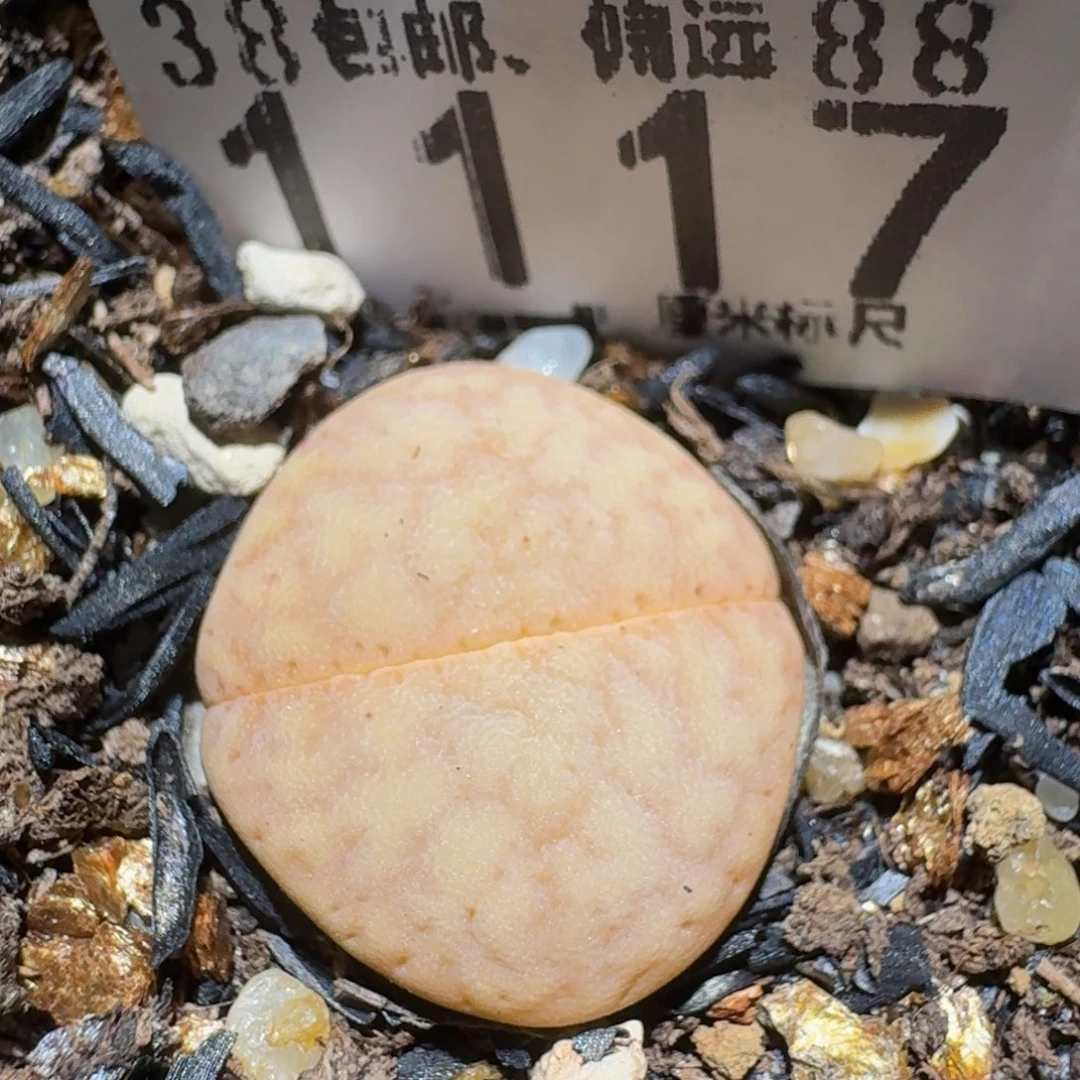 zzzz精品生石花1117