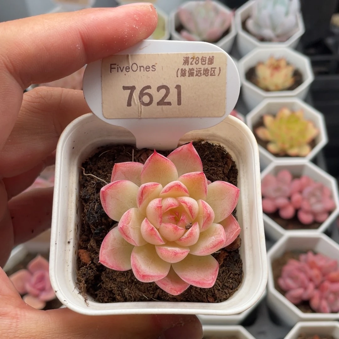 女王7621-4.5厘米