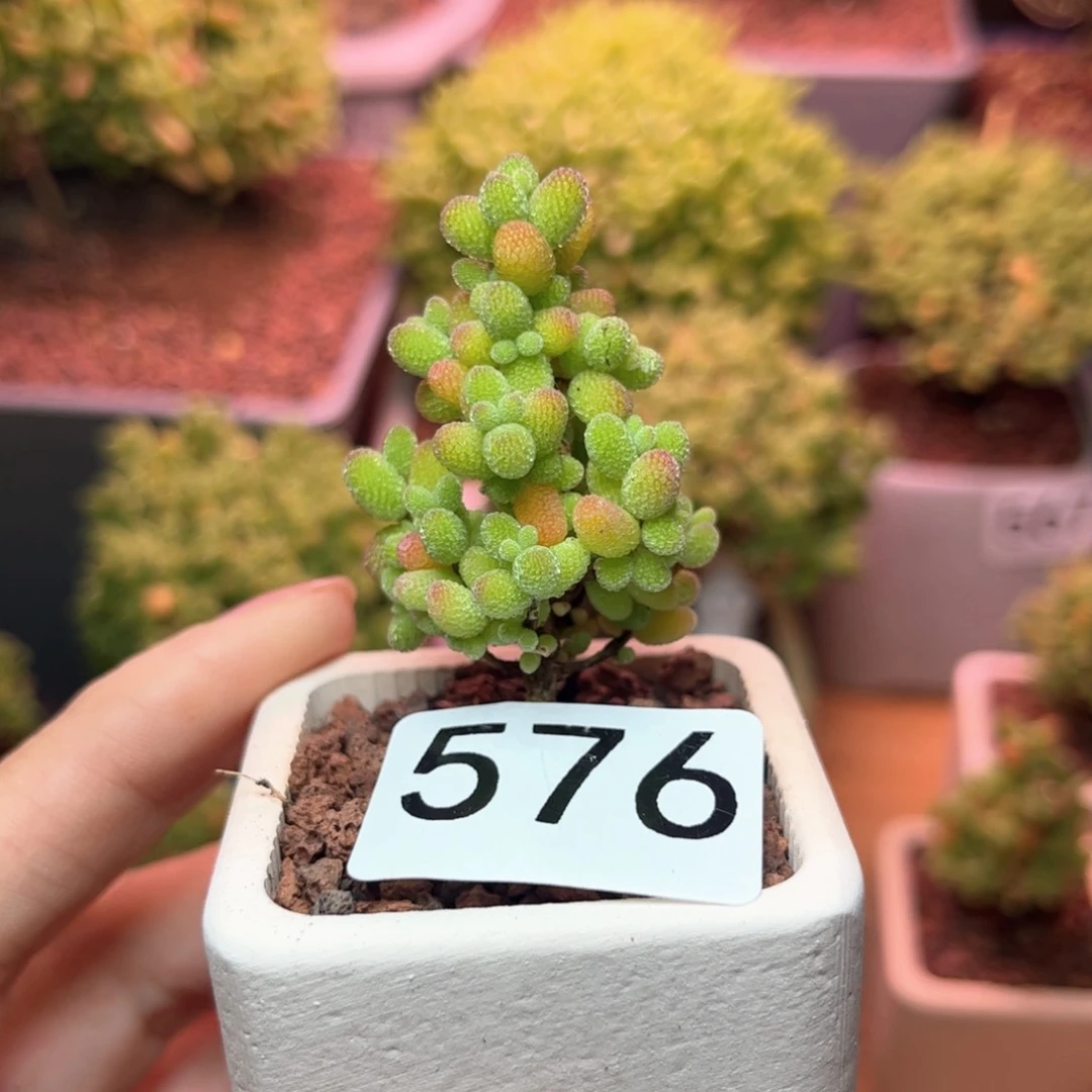 576金桔可爱多肉植物