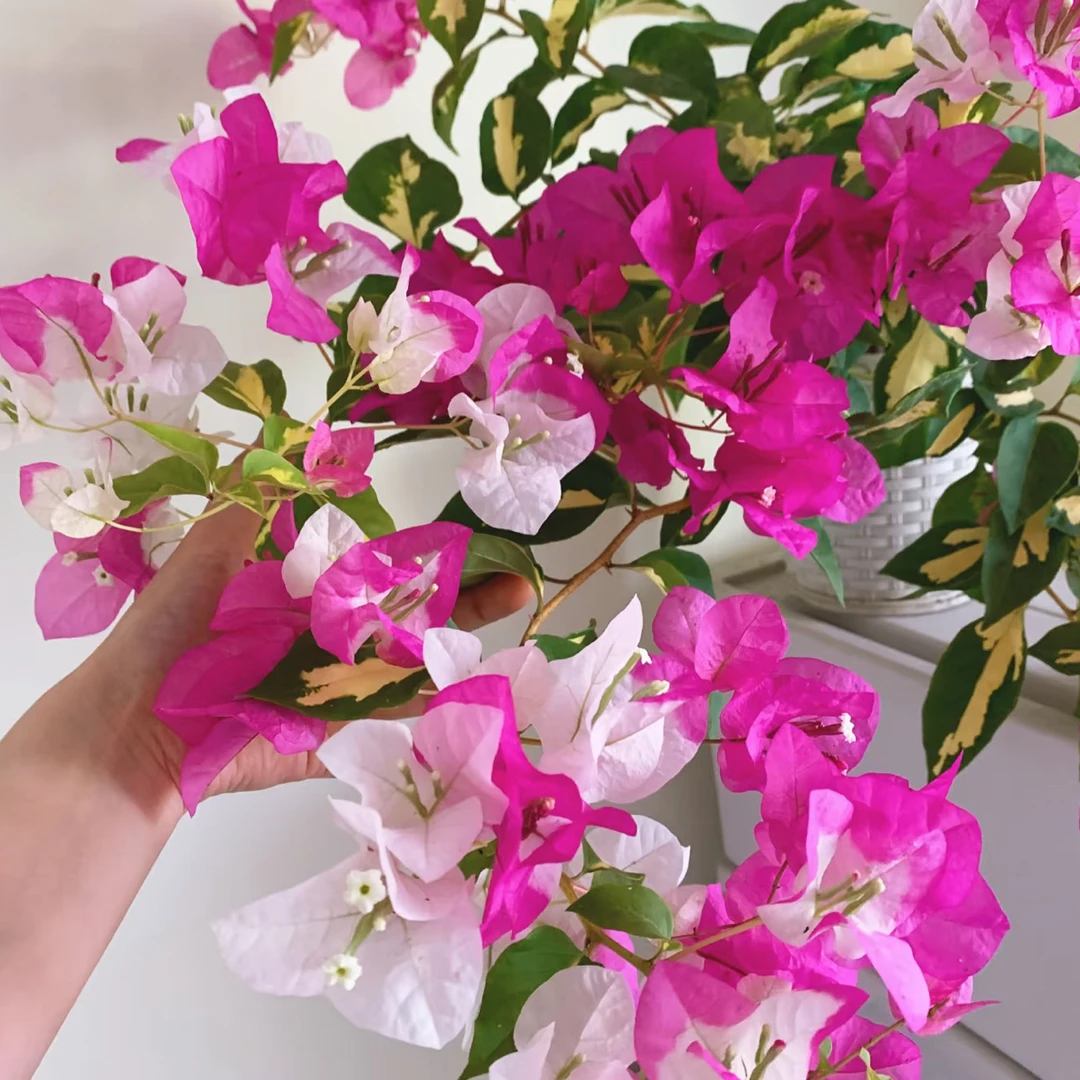 【金心双色】 勤花品种爬藤三角梅