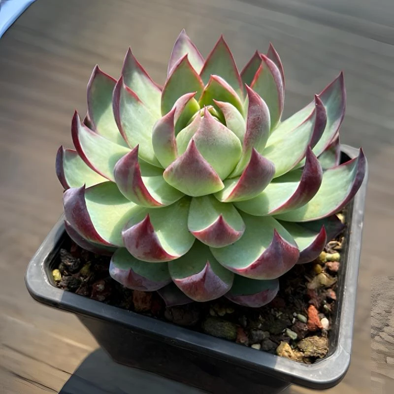 惊鸿仙子卡西欧可爱莲花座宽叶多肉植物阳台楼顶绿植盆栽花卉