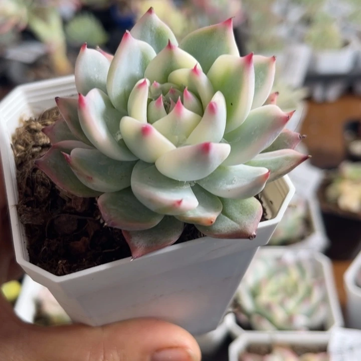 吉娃娃锦多肉植物602