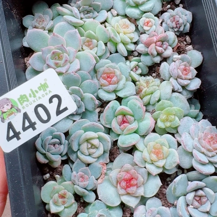 S***y多肉植物多肉植物