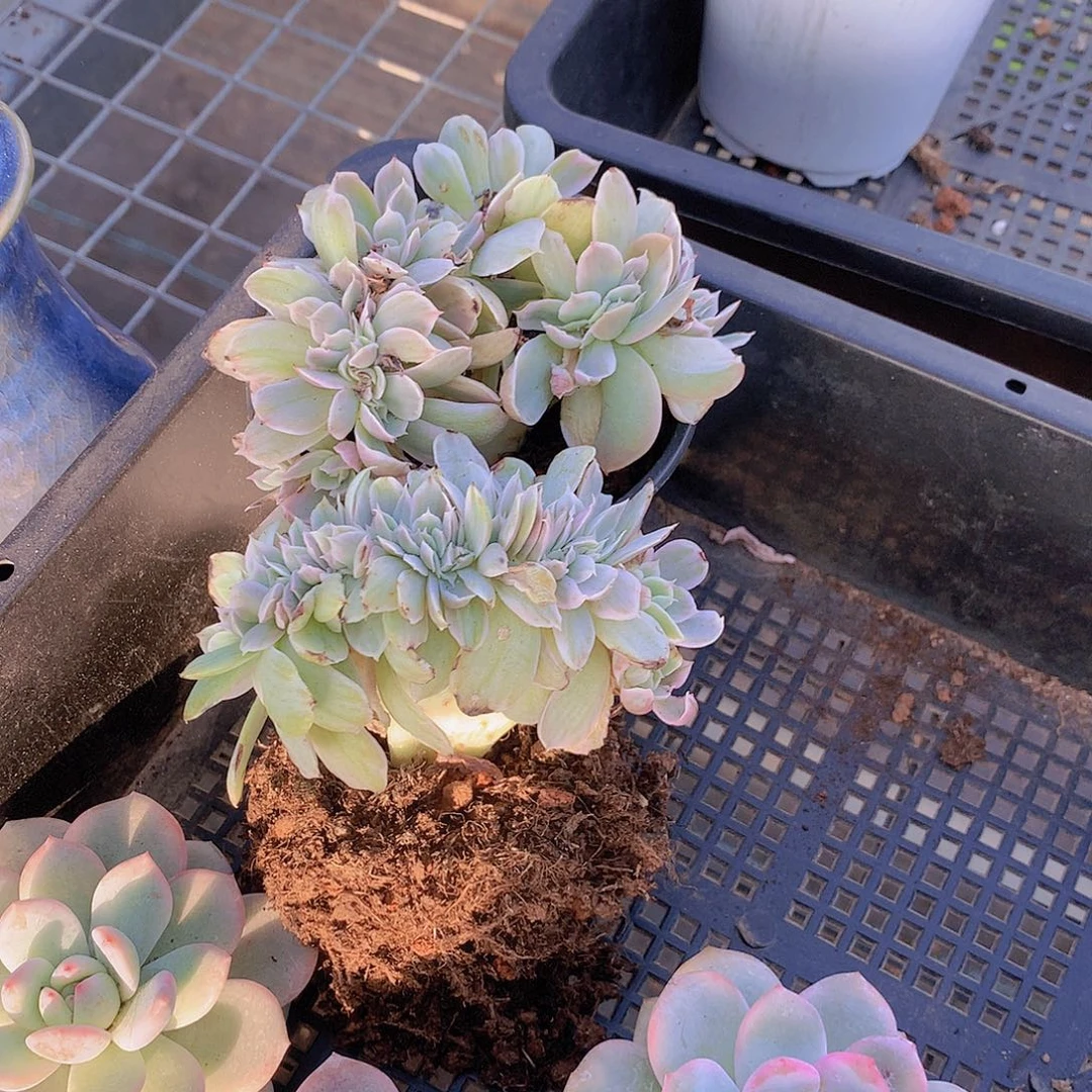 伯克利锦缀化4678899999000