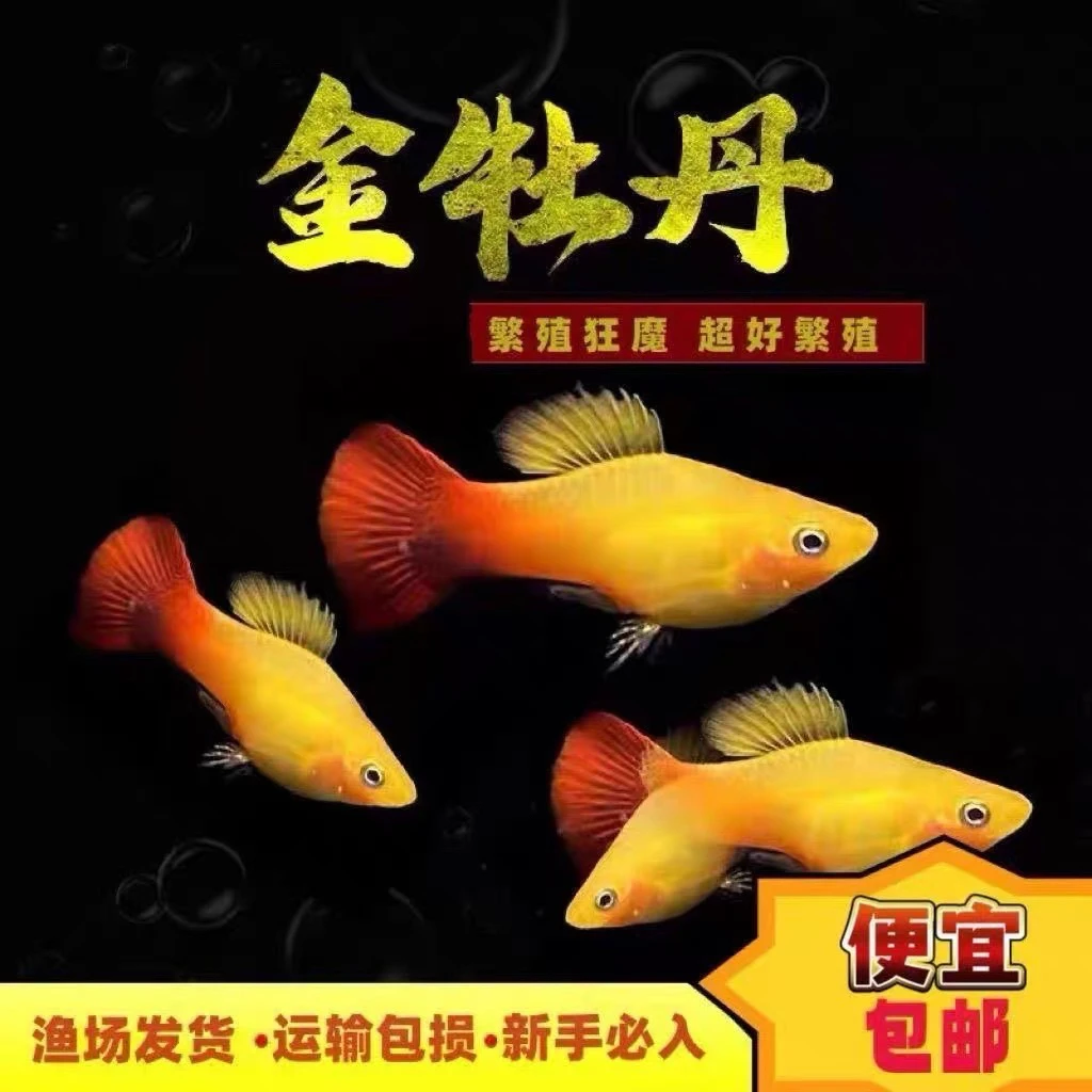 大号金牡丹胎生观赏鱼热带鱼直接生小鱼耐养易活