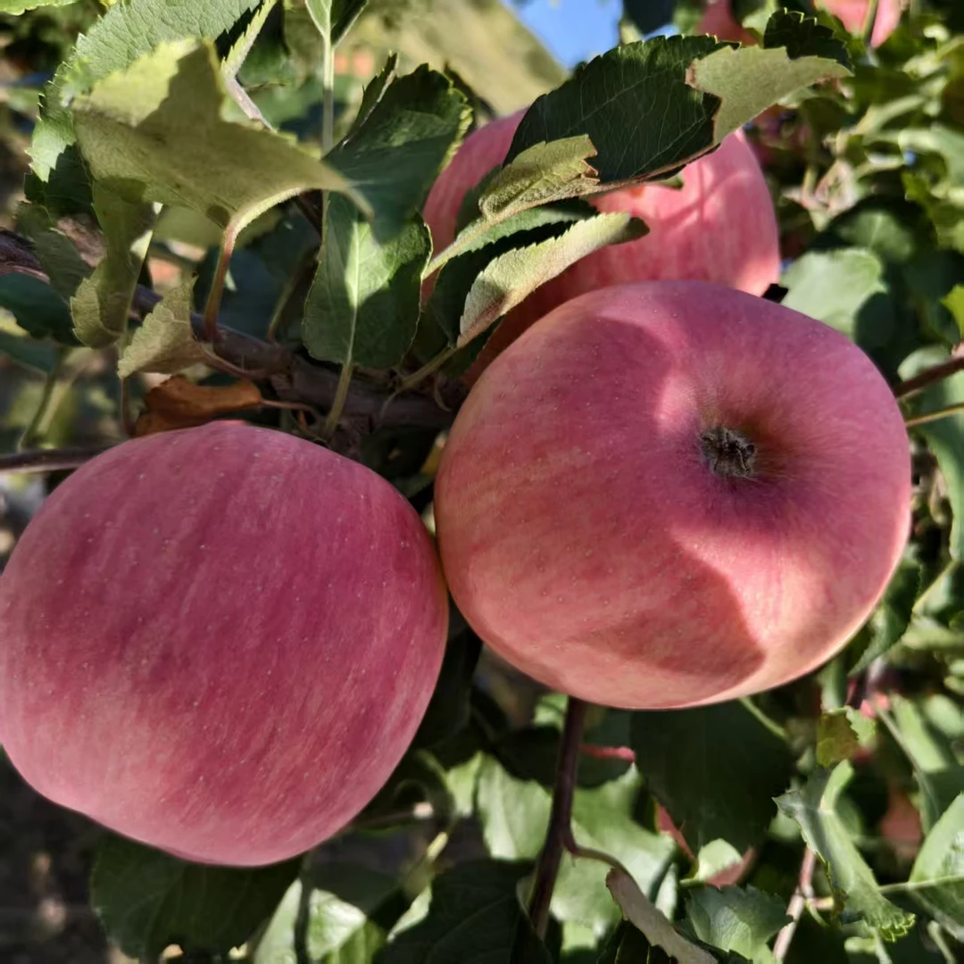 静宁苹果特大90mm果子12个装4.5公斤左右