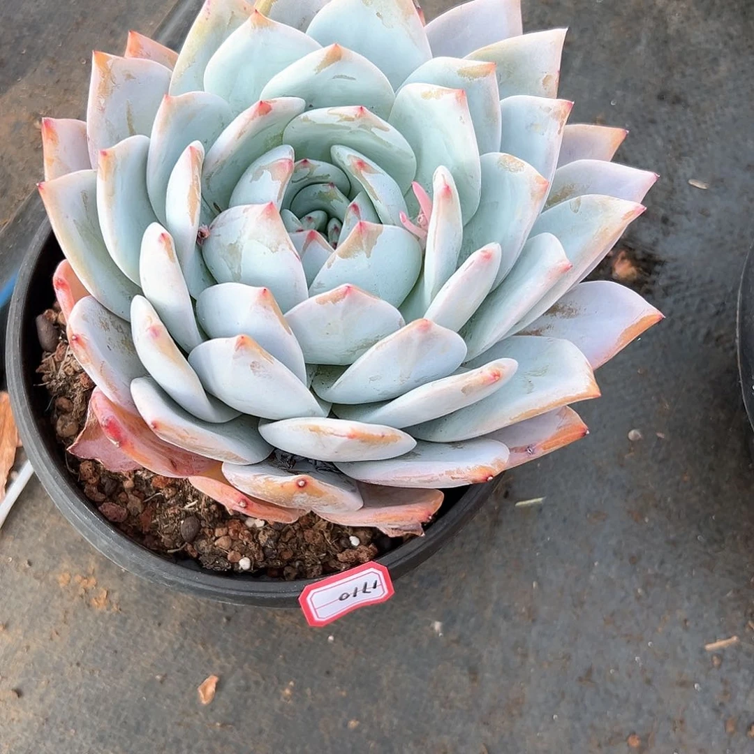 小***儿嫦娥多肉1710多肉