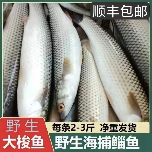 【顺丰包邮】野生海捕大鲻鱼梭鱼乌头鱼海刀鱼黄鱼新鲜海鱼批发鱼j