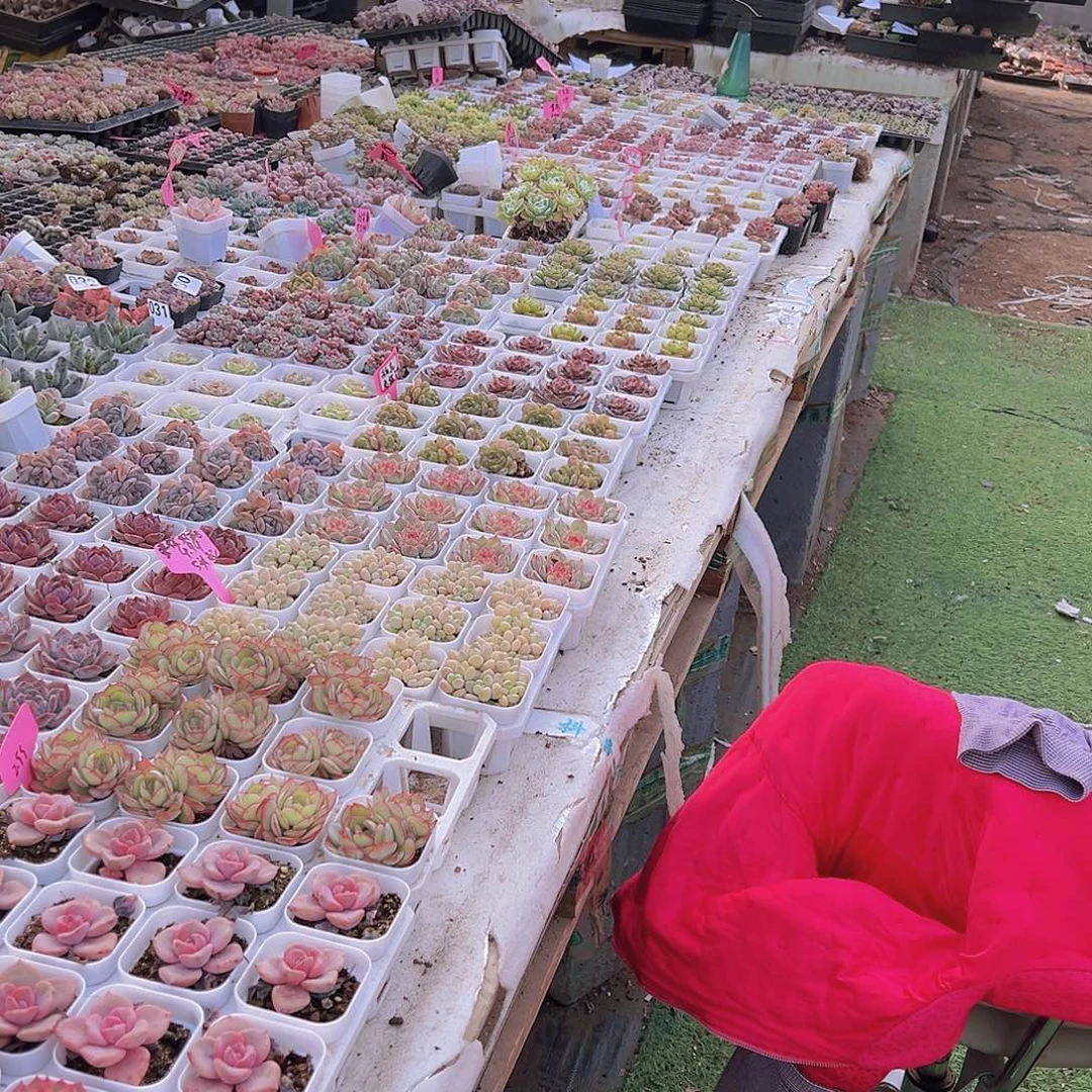 拍此链接全部拓土发货没有肉