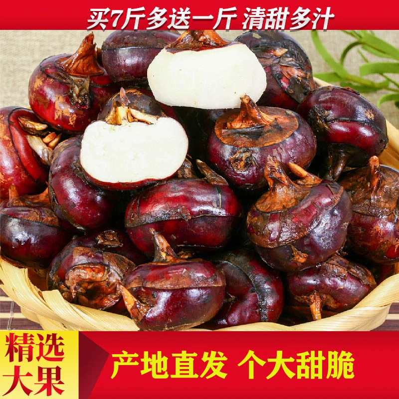 包邮现挖带泥马蹄大果当季时令整箱新鲜水果农家蔬菜脆甜荸荠现发