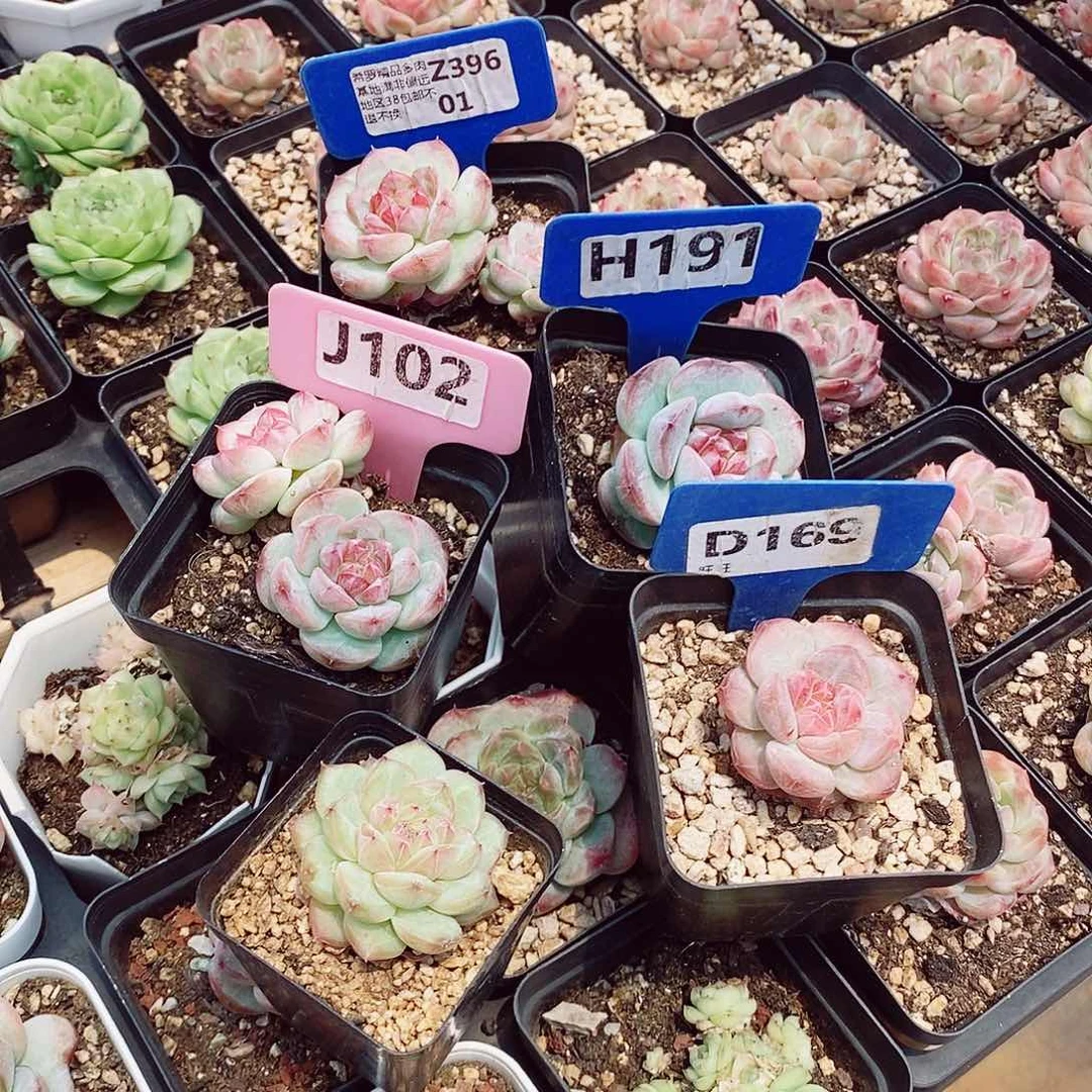 菡**凉5颗4-6cm多肉植物