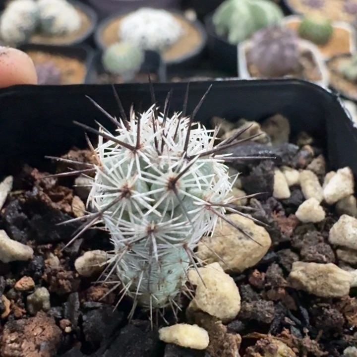 马贼实生1.2cm仙人球