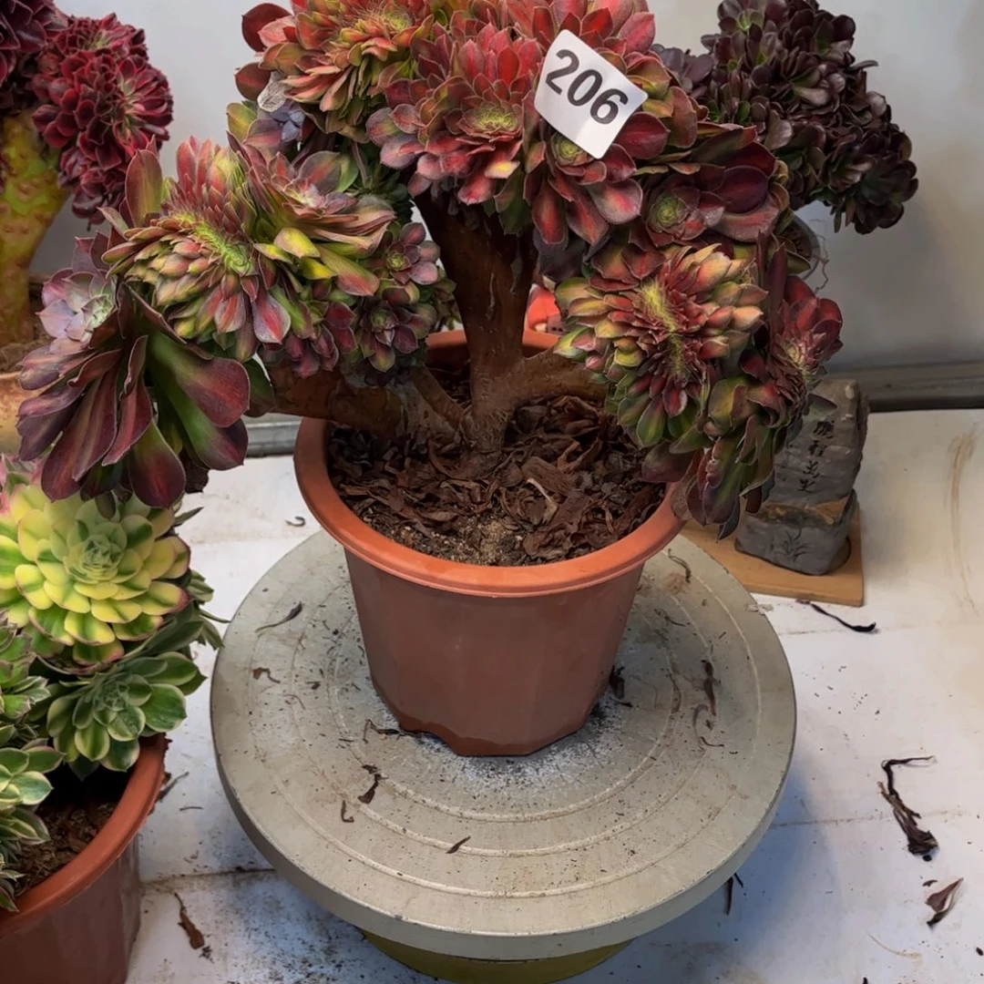 ꧁***꧂多肉植物抹茶缀206