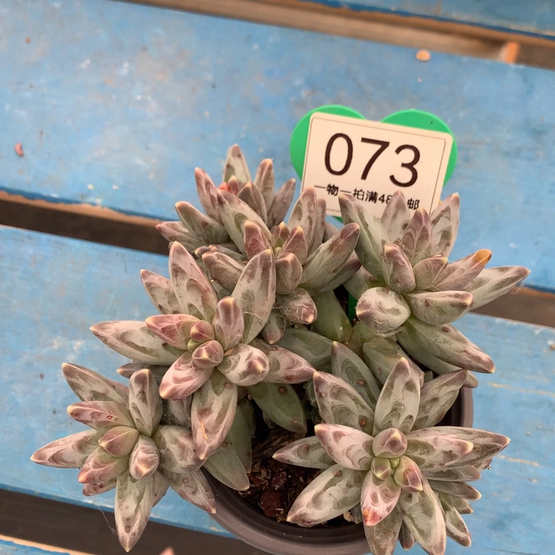 乌拉克拉无砍平头073