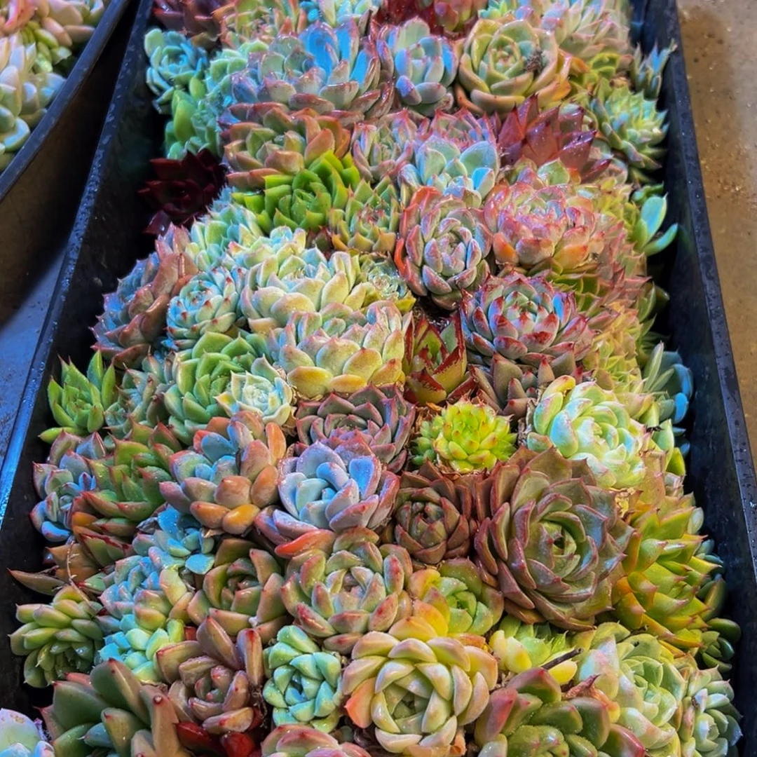 449的人都是这样吗