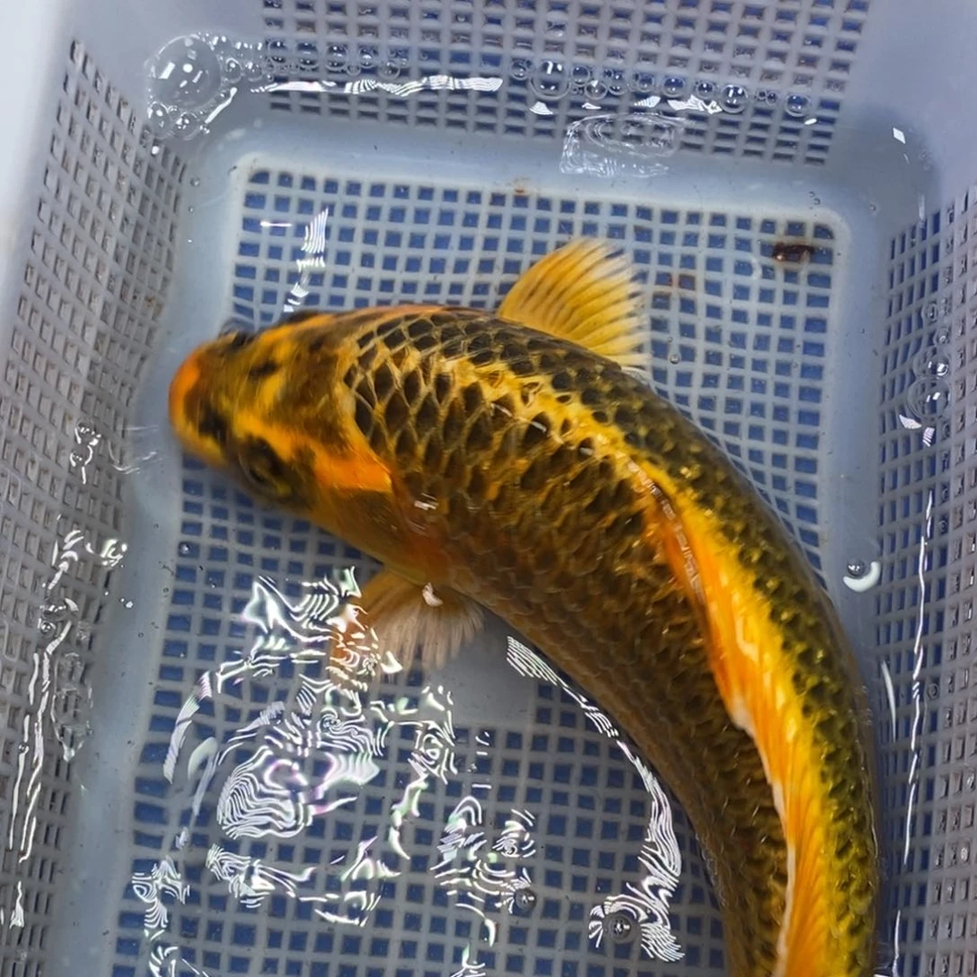 锦鲤冷水锦鲤包邮