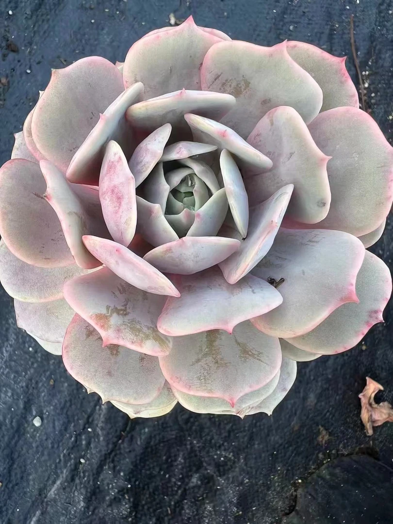 紫蝶可水培净化空气绿植盆栽好看易养活植物