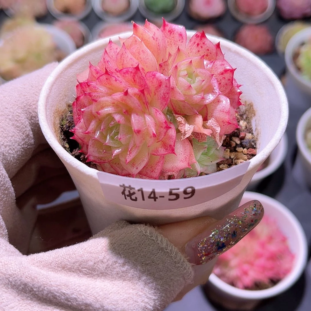 花利美14-59麦秆群