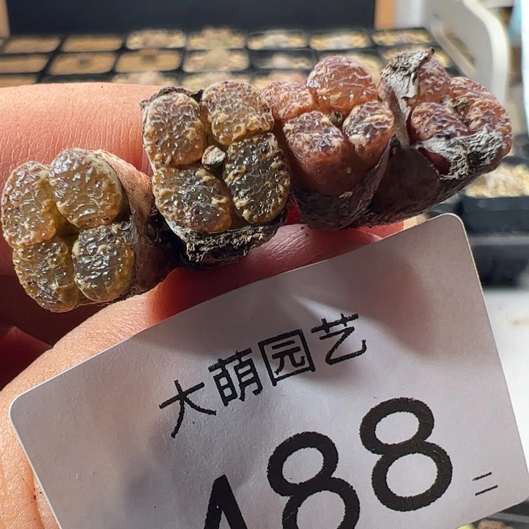 一物一拍。      488