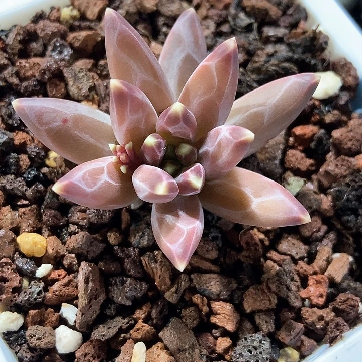 多肉植物1824多肉