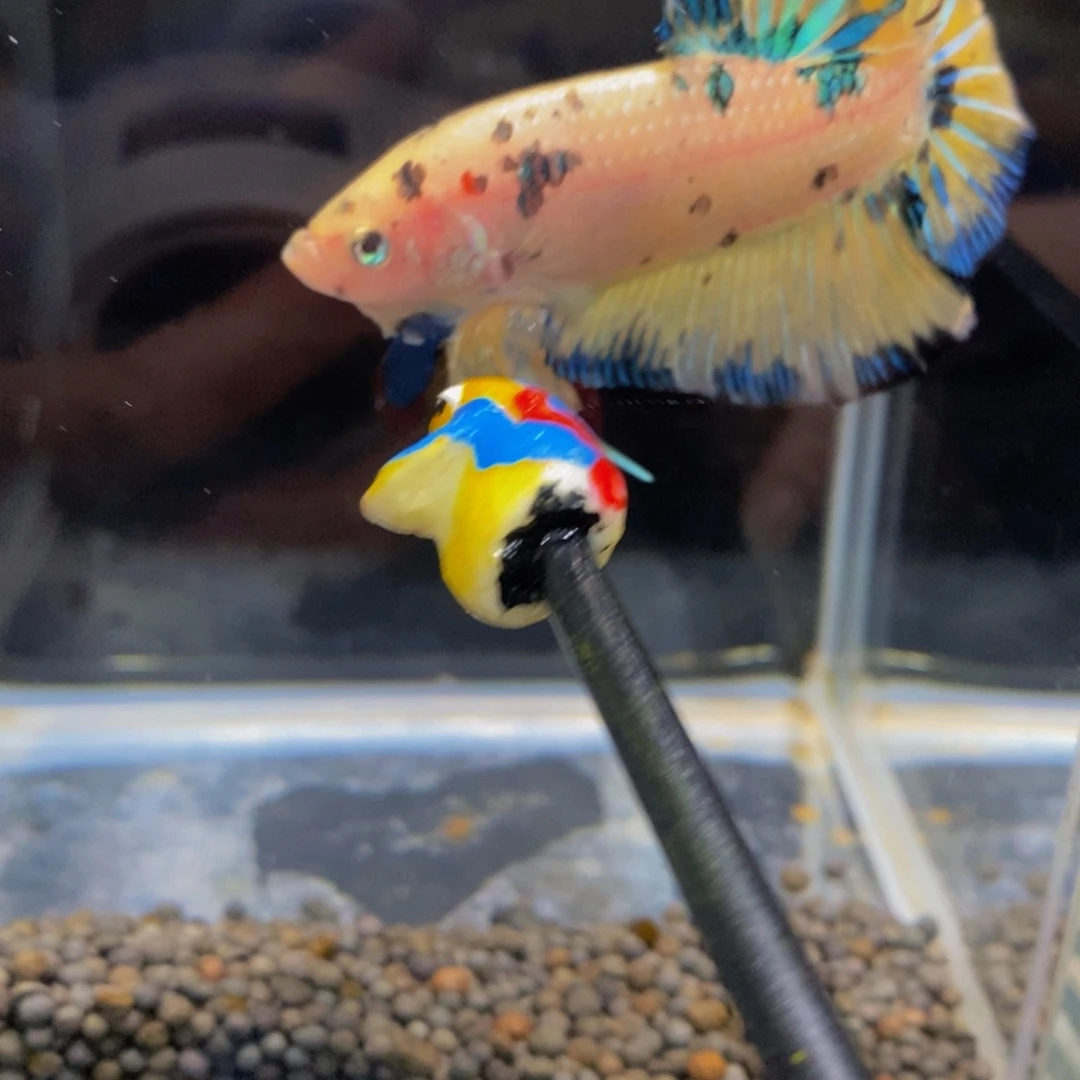 斗鱼345巨斗1111星