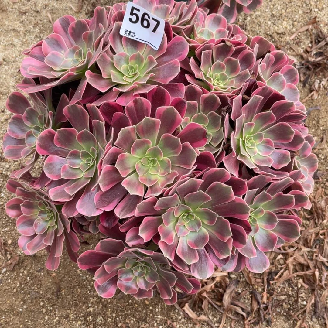 /***/567凤冠多肉植物