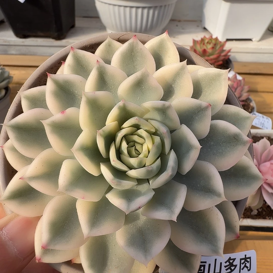 月亮仙子锦111129-173