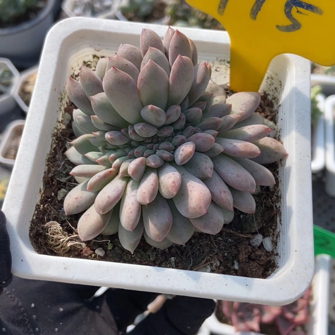 715爱丽儿多肉植物