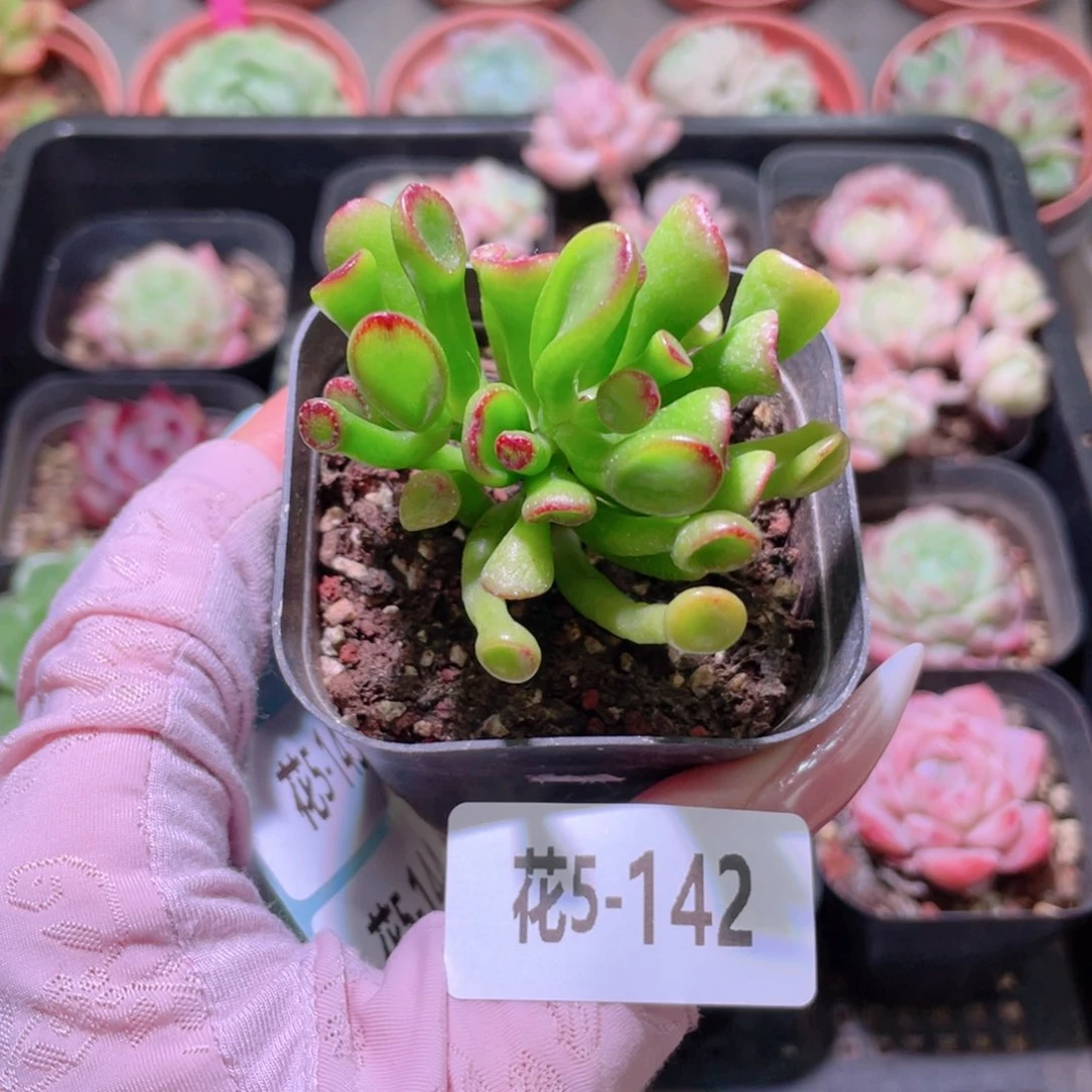 花利美5-142吸财树
