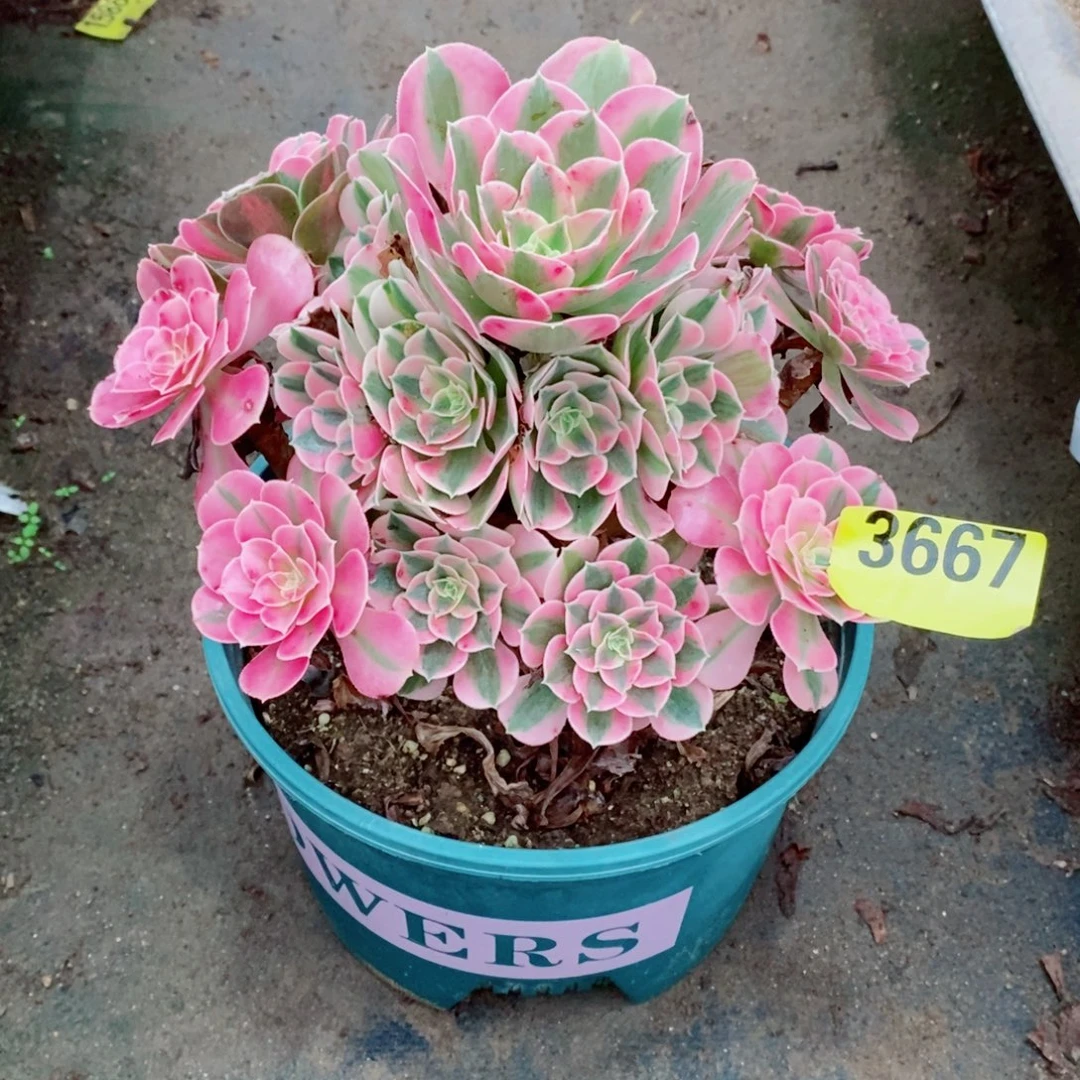 粉女巫多肉法师3667