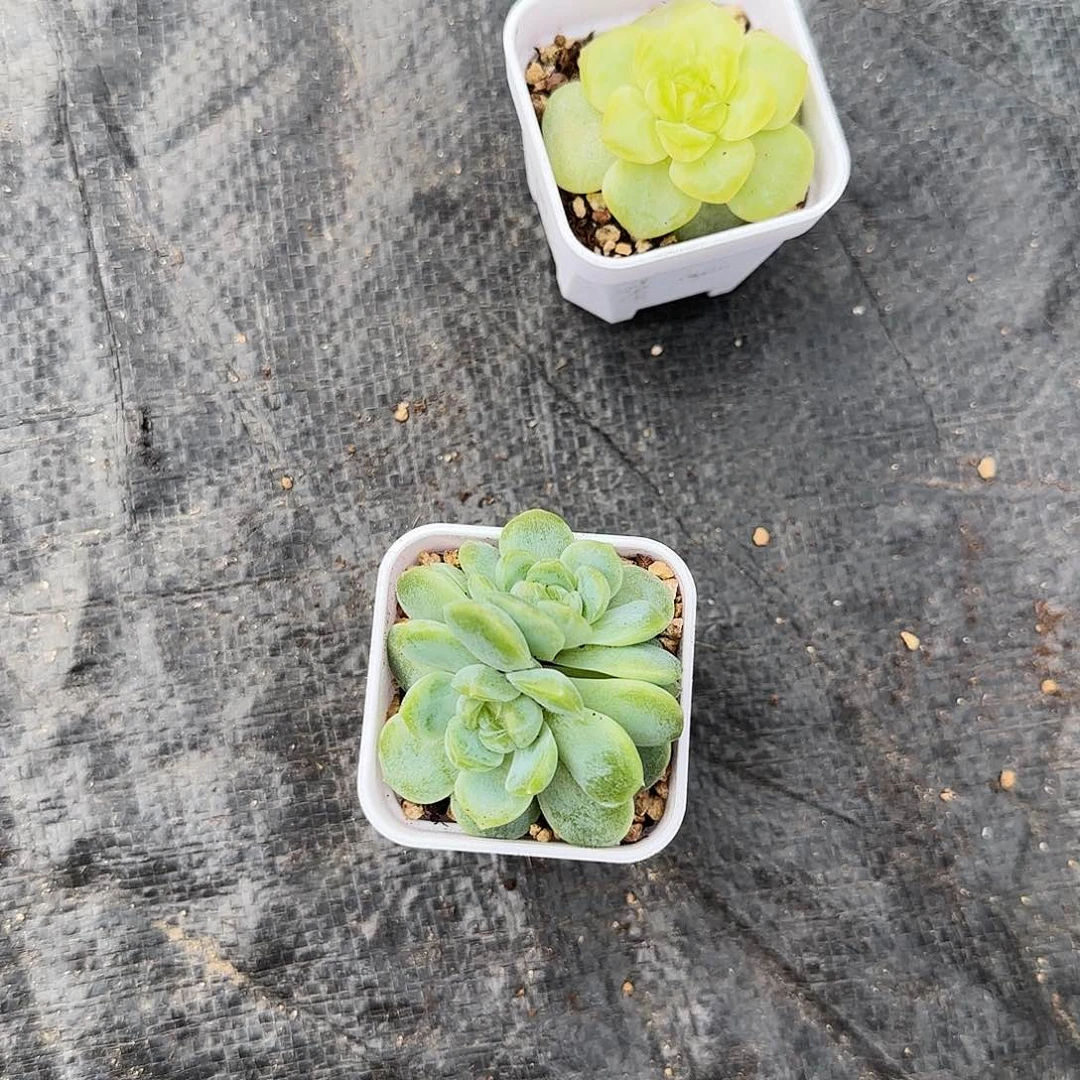 预定白薇叶子带出芽一个满25包邮